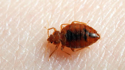 Tick borne encephalitis (TBE) symptoms, treatment and prevention - pictures-photos-images