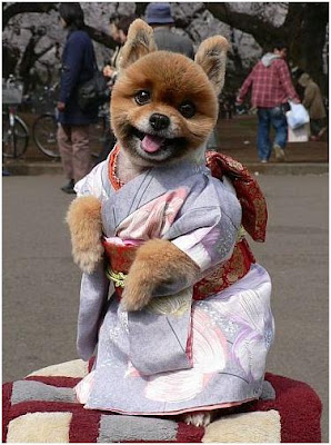 funny dog wear kimono