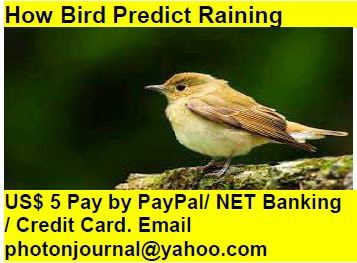 How Bird Predict Raining bird story book