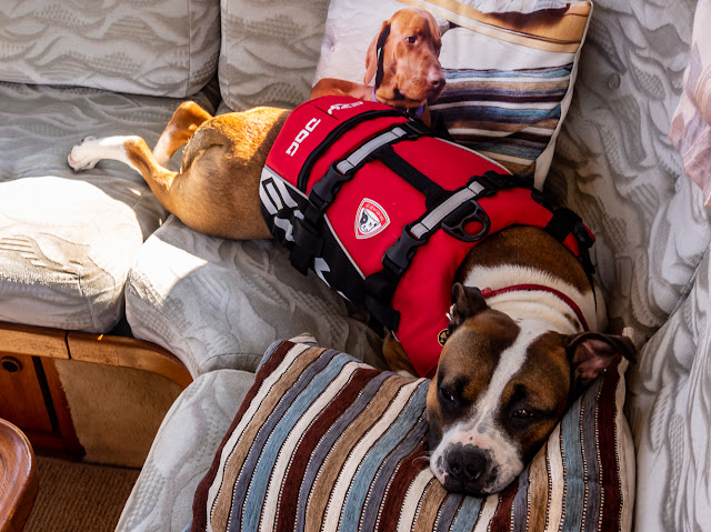 PHoto of Ruby making herself comfortable in the saloon while Ravensdale was out on the Solway Firth