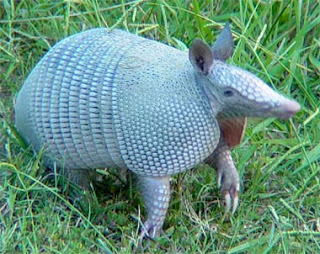 Foto del armadillo