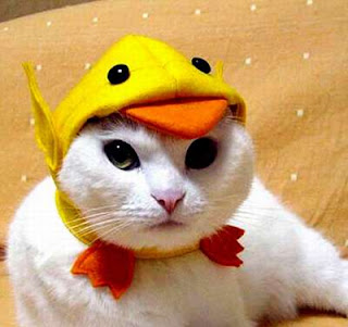 funny cute cat hat pussy kitten grimalkin mace pisik kotka gat macka kocka kass pusa kissa gato katze macska kottur kakis kate qattus kot pisica katt kedi con meo kucing pets huisdieren animaux de compagnie Haustiere animais Animale de companie animales domesticos husdjur Evcil Hayvan anifeiliaid anwes domace zvali binatang kesayangan augintiniai animali domestici peatai bet kay lemmikit mga alagang hayop domaci zvirata kucni ljubimci animals domestics maskotak binatang peliharaan breeds