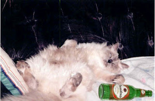 Hangover Cat