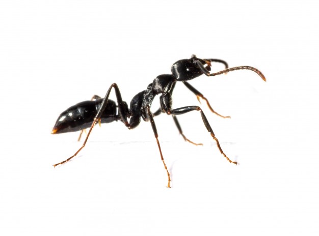 Best Ant Exterminators in Brooklyn and Queens | Metro Pest Control