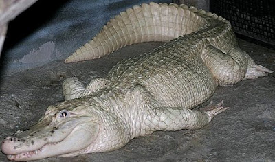 The alligator has been described as a ‘living fossil’