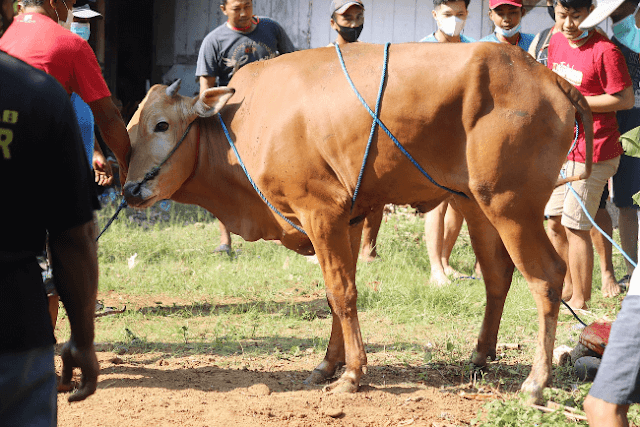 Kurban sapi