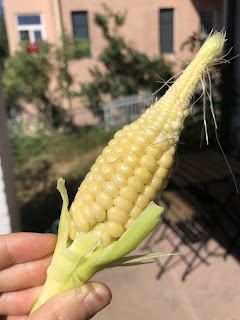 ドイツでトウモロコシを収穫！〜３ヶ月目〜