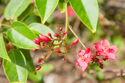 Jatropha integerrima - Peregrina - Spicy jatropha care and culture