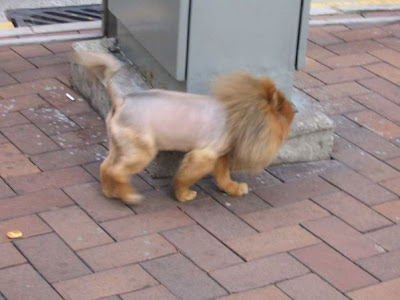 A cat on the street with lion hair cut