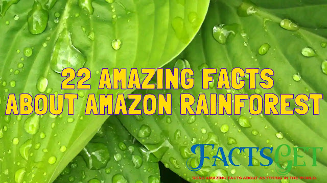 22 amazing facts about amazon Rainforest 