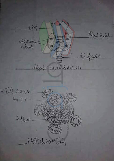 رسومات الاحياء للصف الثالث الثانوى 2017