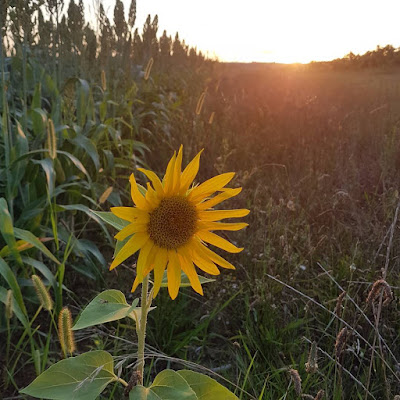 Solitary sunflower in front of setting sun in large field