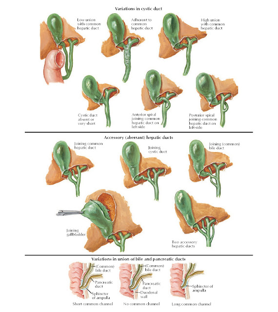 Variations in Cystic, Hepatic, and Pancreatic Ducts Anatomy