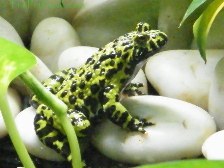 Pictures Of Oriental Fire-Bellied Toad - Free Oriental Fire-Bellied Toad pictures 