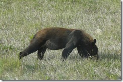 DSC06442 Black Bear