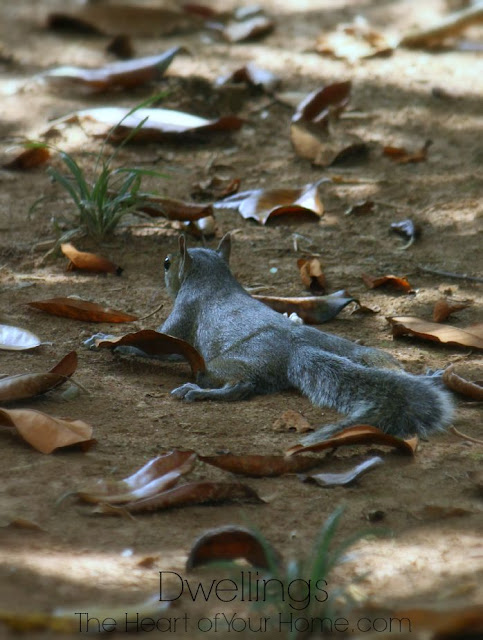 backyard squirrel