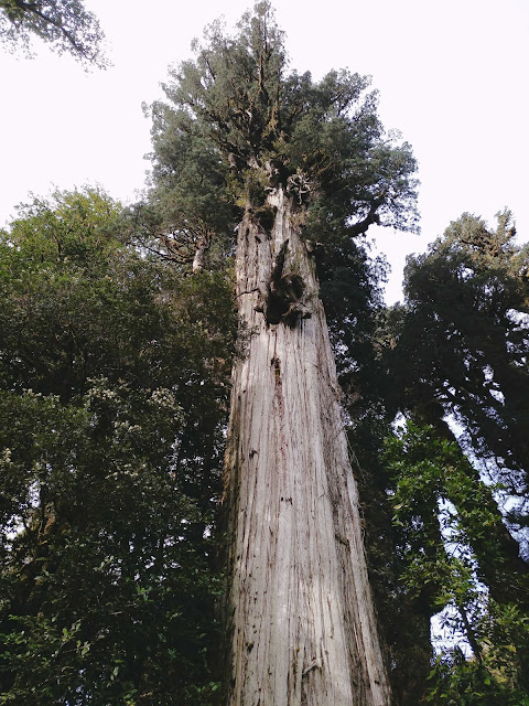 Sendero Alerces, Parque Pumalín, Chile