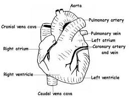 Simple heart diagram | Simple heart diagram labeled | Human heart diagram