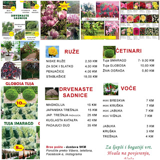 Ruze Majevice, rasadnik ruza, katalog sadnica