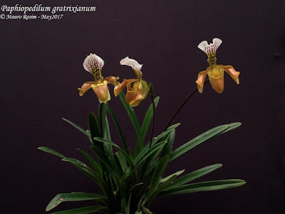 Paphiopedilum gratrixianum orchid plant care and cultue