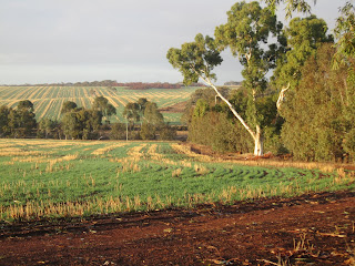 The Paddock