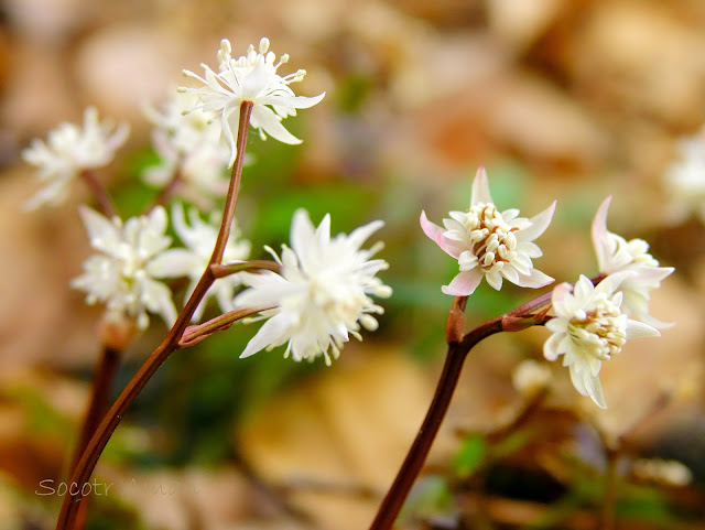 Coptis japonica