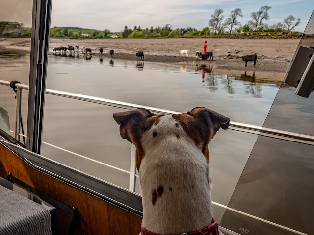 Photo of Ruby watching the cows from Ravensdale