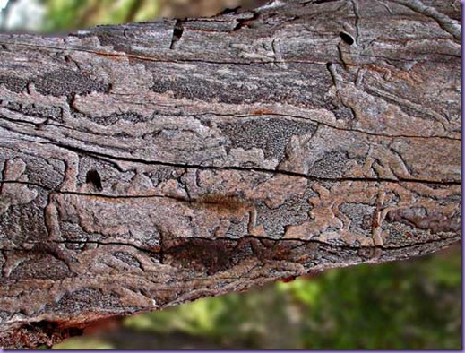 dead-tree-trunk-detail