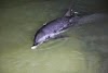 Morre golfinho que encalhou na praia dos Curimãs em Barroquinha