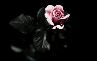 Pink Rose Dark Background
HD Wallpaper