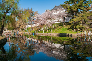 土浦市亀城公園の桜と鯉のぼり