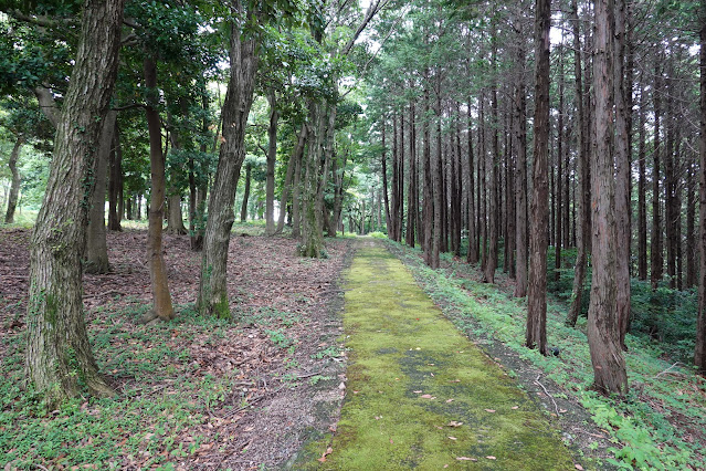 鳥取県西伯郡大山町妻木 鳥取県立むきばんだ史跡公園 弥生の森 遊歩道