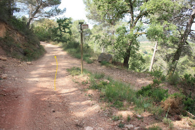 ARBRES SINGULARS A L'ALBÀ-AIGUAMÚRCIA-ALT CAMP, Camí del Pla de Manlleu a Aiguamúrcia a l'alçada del trencall a la Masia de Cal Güell