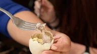 Hukum Makan Telur Setengah Embrio