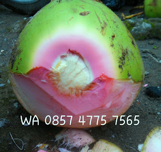 kelapa hijau wulung asli di jogja