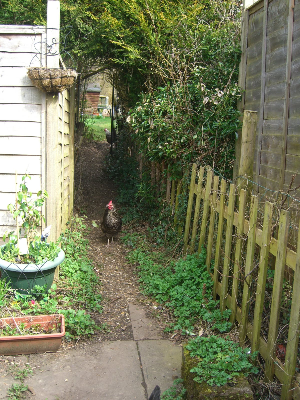 Inside the chicken coop: BBQ Chicken!