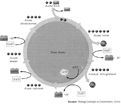 Keseluruhan reaksi kimia di dalam badan organisme yang melibatkan Pintar Pelajaran Pengertian dan Proses Metabolisme Karbohidrat, Glikolisis, Dekarboksilasi Oksidatif, Siklus Krebs, Asam Sitrat, Transfer Elektron