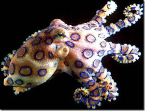 Southern Blue Ringed Octopus 