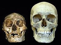 homo floresiensis