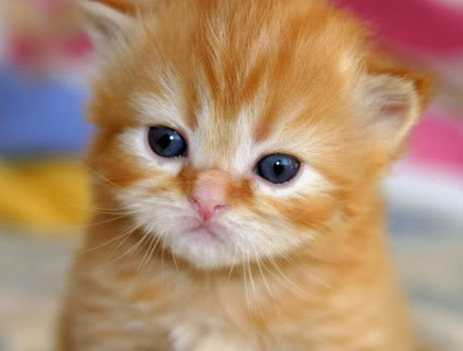 Gambar gambar anak kucing yang comel Yang Lucu dan Imut 