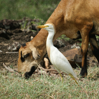 Cattle Egret & Goats