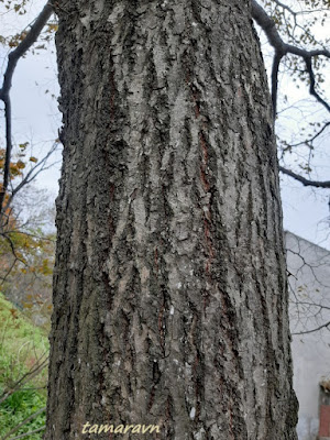 Липа амурская (Tilia amurensis)