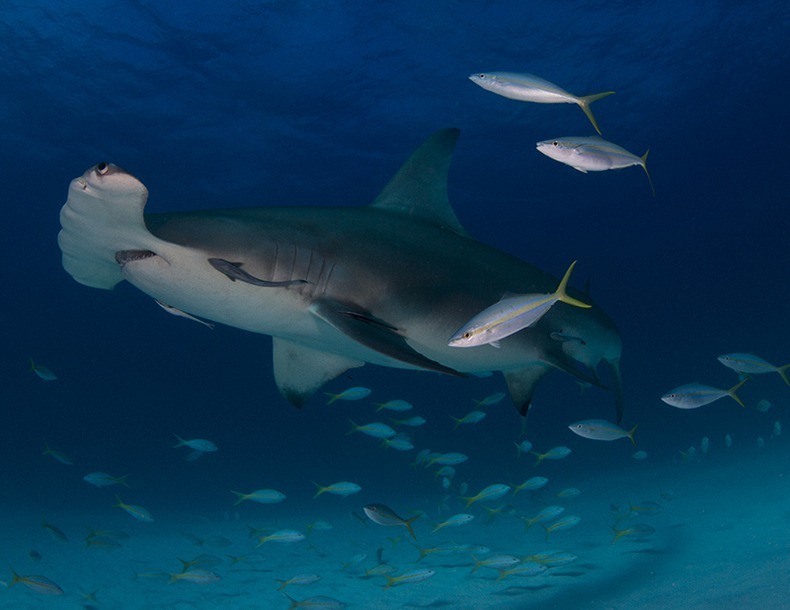 miami-underwater-photo-contest-5
