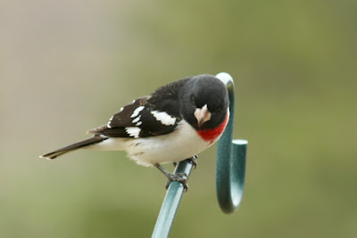 photo of male rose-breasted grosbeak