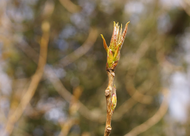 Spring in Norfolk countryside