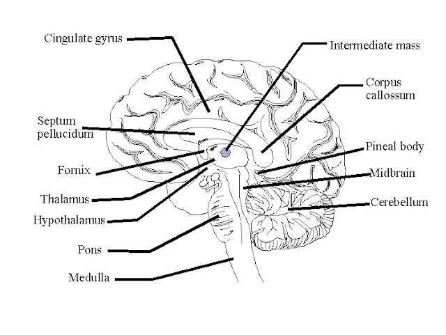 Brain Functions Diagram5