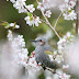 春の裏山、リラ冷え