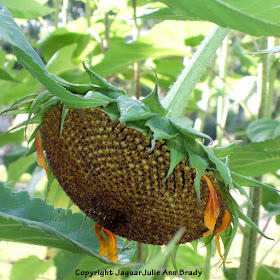 Largest Sunflower Head in My Garden : Autumn Beauty