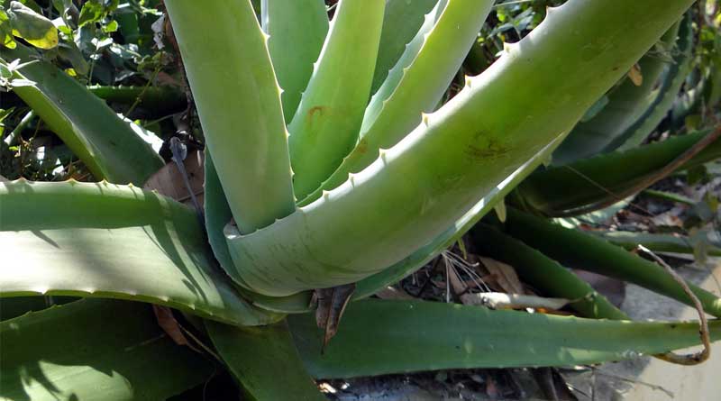 Aloe Vera’s Benefits