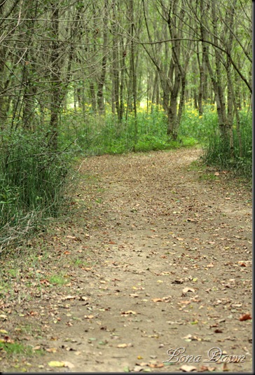 CC_MeadowlTrail2_HorseTailRushes